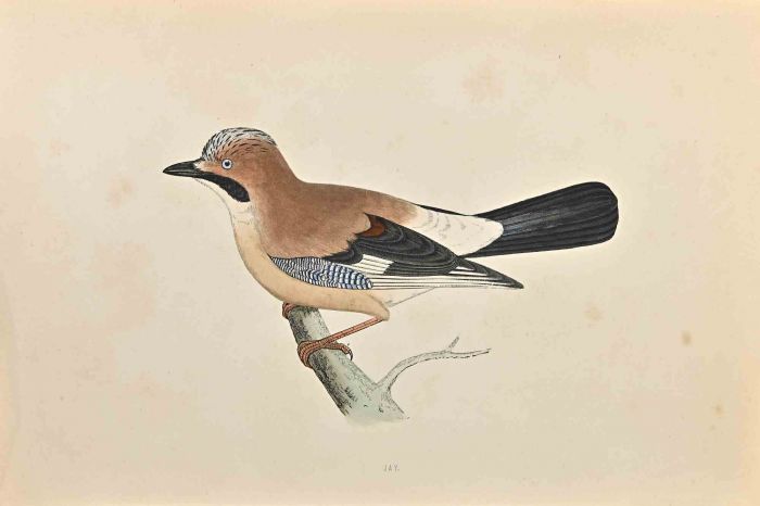 Jay
