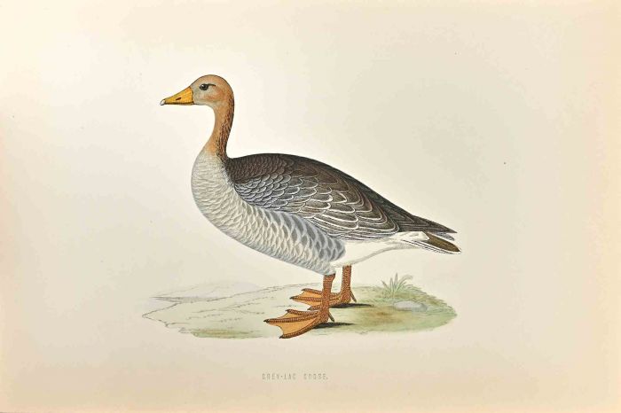 Grey-Lag Goose