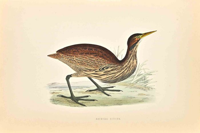 American Bittern