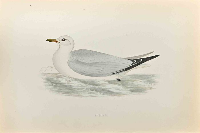 Kittiwake