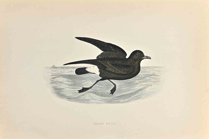 Stormy Petrel