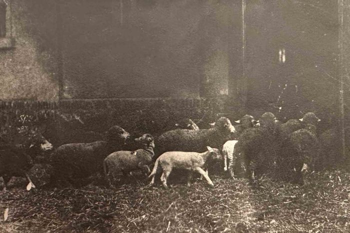 The Old Days  Photo - Herd