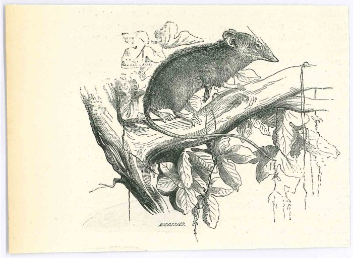 The Mouse