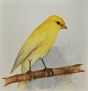 Yellow Canary