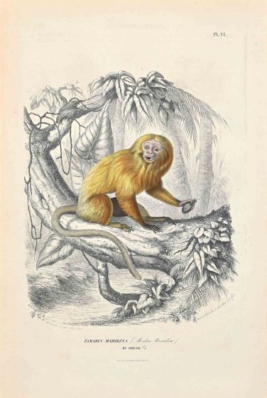 Tamarin