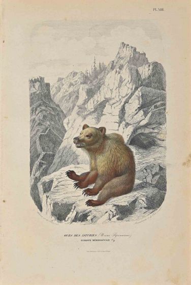 Paul Gervais - Bear from Austria - Modern Art