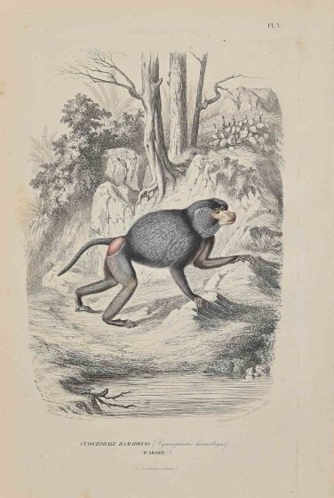 Hamadryas Baboon