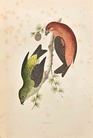Grossbill