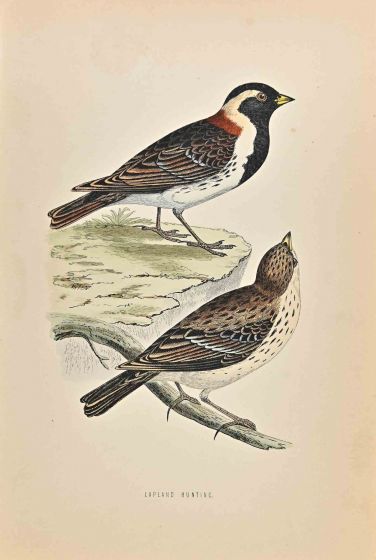 Lapland Bunting