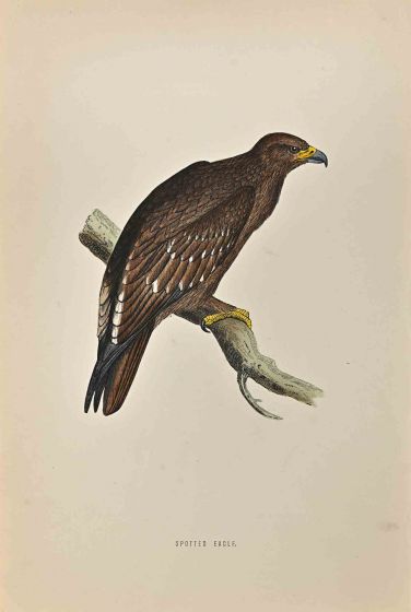 Spotted Eagle