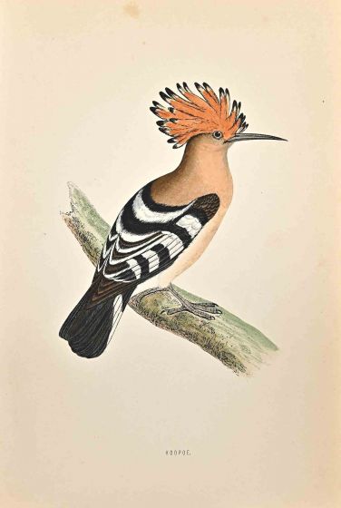 Hoopoe