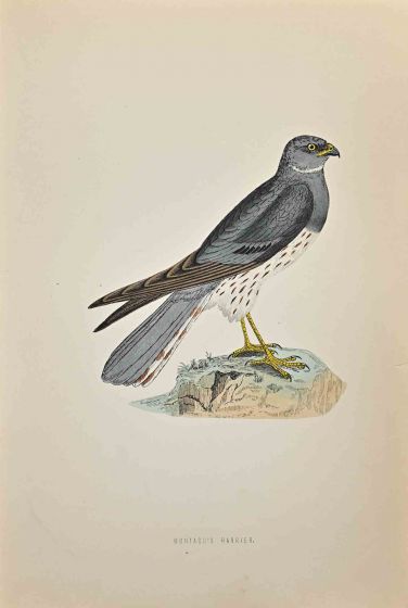 Montacu's Harrier