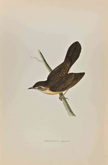 Grasshopper Warbler 