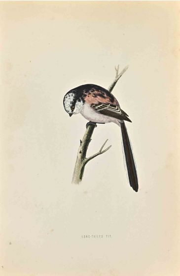 Long-Tailed Tit