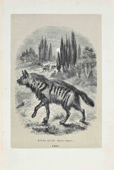 Hyena Of Asia