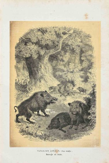 Wild Boar - SOLD
