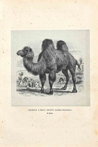 Camel with two Humps
