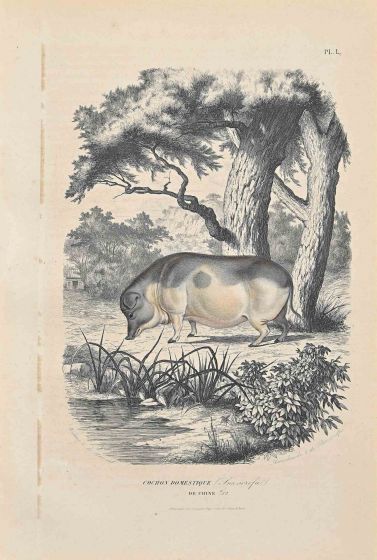 Chinese Domestic Pig