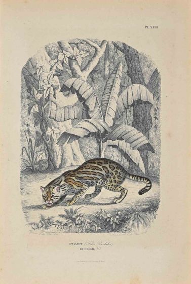 Ocelot
