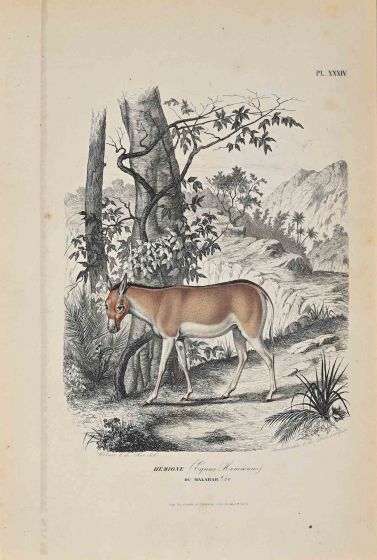 Equus Hemionus