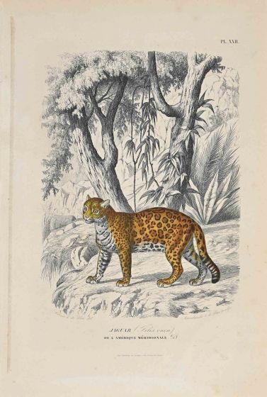 Jaguar