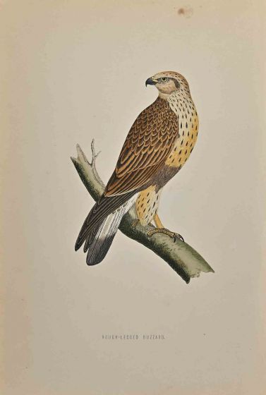 Rough-Legged Buzzard