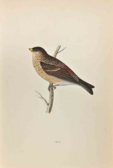 Twite