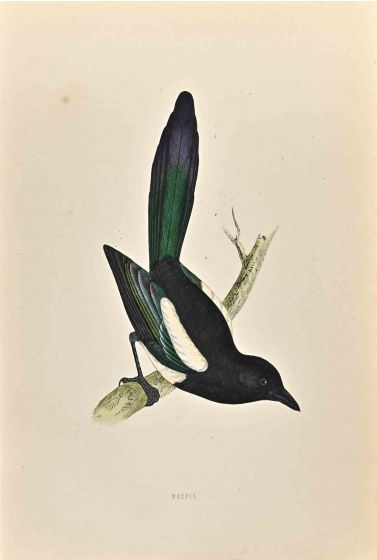 Magpie