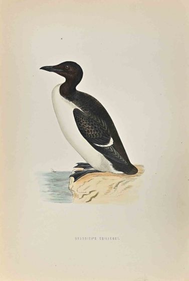 Brunnich's Guillemot