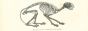 The Skeleton