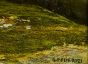Mountainscape with Pasture