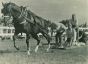 The Morgan Horse - Vintage Photograph