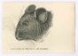 The Mouse