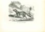 Canis Crabier