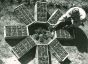Agriculture in Florida- American Vintage Photograp