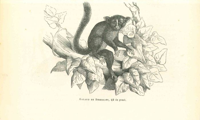 Galago