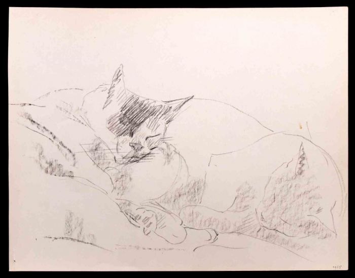 Cats