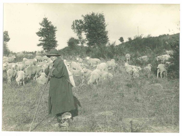 The Old Days - Shepherd