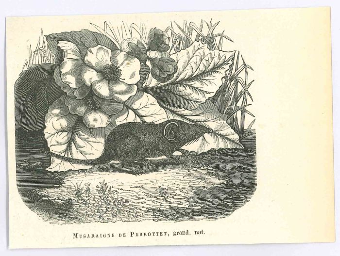 The Mouse
