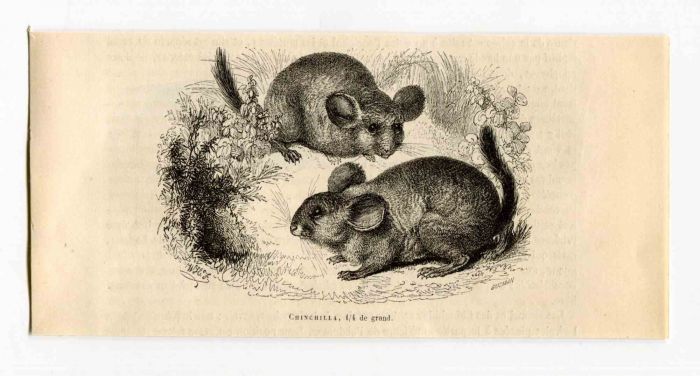 The Rats