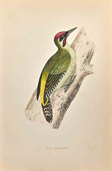 Green Woodpecker