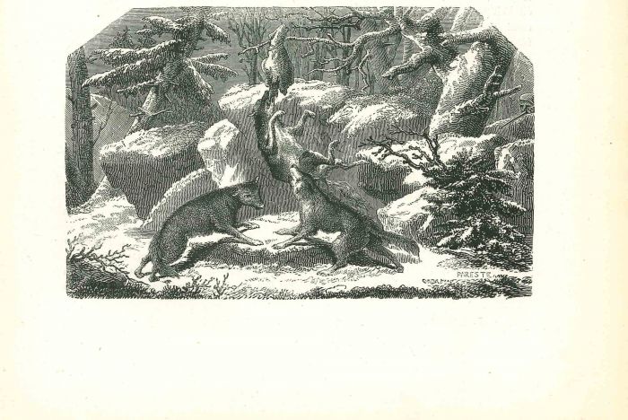 The Wolves In The Winter