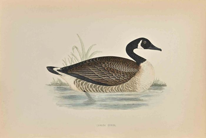 Canada Goose