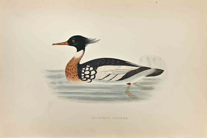 Red-Breasted Merganser