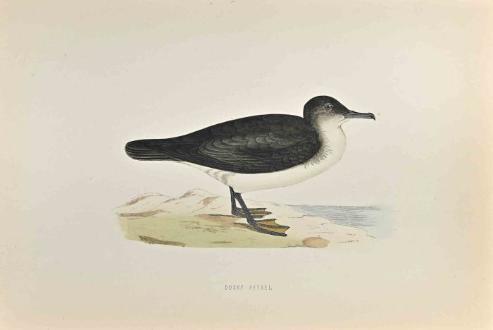 Dusky Petrel