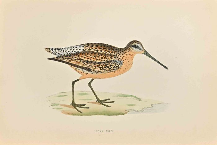 Brown Snipe