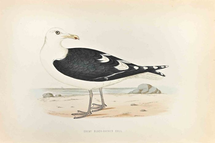 Great Black-Backed Gull