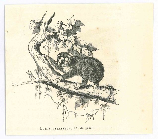 Loris Paresseux