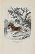 African Couagga