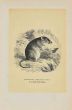 Potoroo Rat